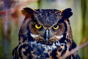 Gray horned owl close up