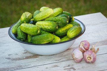 Cucumbers in metal bowl and garlic in garden on sunny day