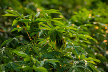 Obraz premium The small cassava in the morning,Thailand.