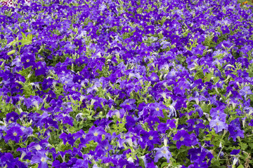 Fototapeta premium Image full of colourful petunia (Petunia hybrida) flowers.