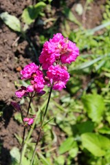 Pink flowers in garden 