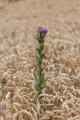 Wheat cereal field
