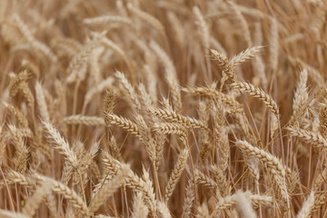 Wheat cereal field