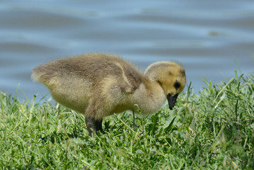 Canada Goose gosling eating grass by edge of lake