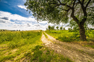 Fototapeta premium country road