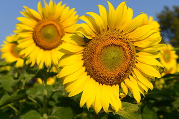 Morning Sunflower - Korat, Nakhonratchasima Thailand