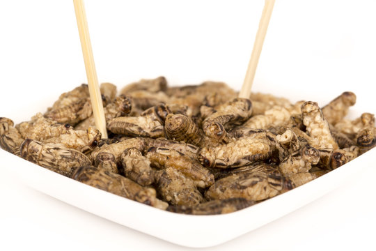 Fried Crickets Insects