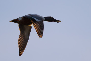 Canadian goose at sunset