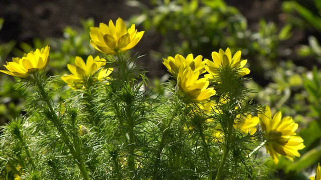Yellow Flowers Adonis Spring in the Garden.counter Sunlight