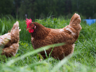 Chickens, roosters in the high green grass 