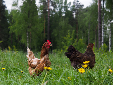 Chickens, roosters in the high green grass 
