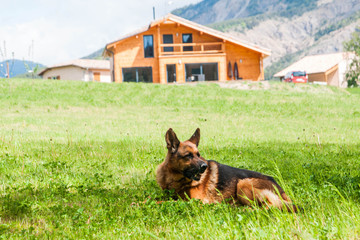 berger allemand devant un chalet en bois