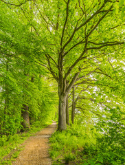 Obraz premium Natur Laubwald Weg