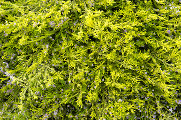 Green leaves wall background