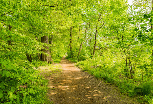 Idyllic view forest alley walk