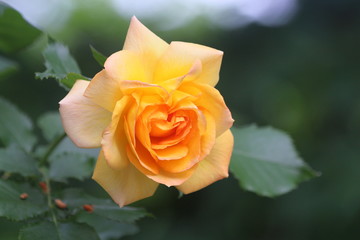 バラ　サハラ’98