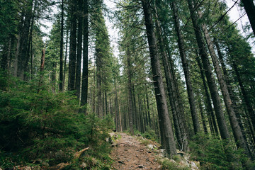 Road trek into the mountain Misty green forest for hiking, Travel