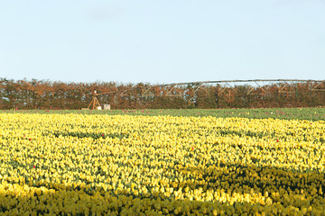 Tulips Table Cape Tasmania