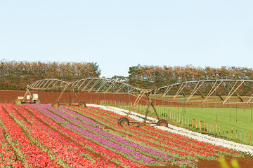 Tulips Table Cape Tasmania