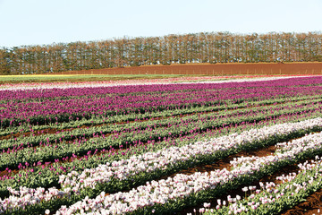 Tulips Table Cape Tasmania