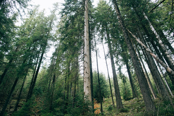 Green Mountain Forest background. Misty pine forest landscape. Travel