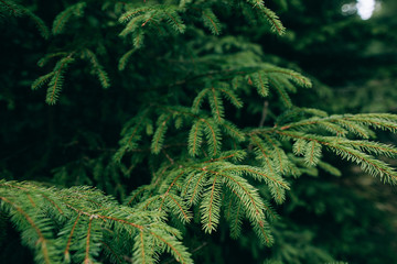 Green Mountain Forest background. Misty pine forest landscape. Travel