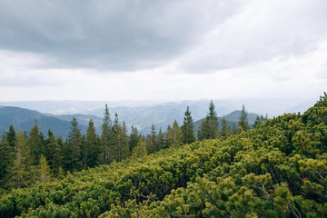 Green Mountain Forest background. Misty pine forest landscape. Travel