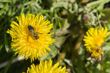 bee on a flower dandelions