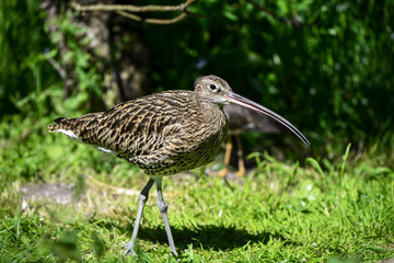 Brachvogel