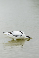 Fototapeta premium Pied Avocet foraging in water