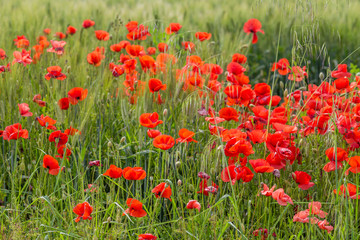 flower bed of poppies