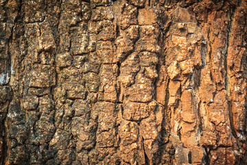 Tree bark texture at sunset. Bark pattern. Texture of wood background closeup. Old Wood Tree Texture for background and design with copy space for text or image. Center focus. Dark edged.