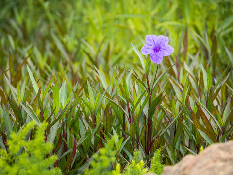 One purple flower (Waterkanon Flower or Cracker Plant Flower) surrounded by green leaf in garden feeling lonely