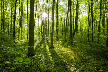 Fototapeta premium wiosenne drzewa leśne