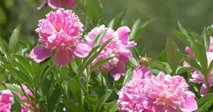 Pink Peony (Paeonia) Flower Close Up
