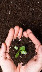 Hands holding sapling in soil surface