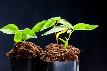 green sprouts have sprouted in the ground