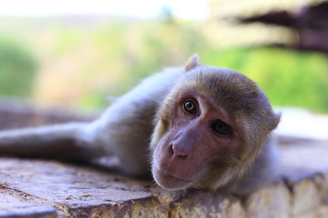 Monkey living in a monastery on Mount Popa, Bagan, Myanmar.