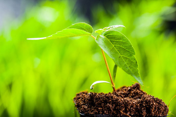 New life. Young sprout in springtime,Closeup.