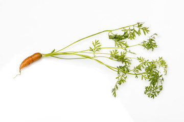 Home grown organic carrots on white background