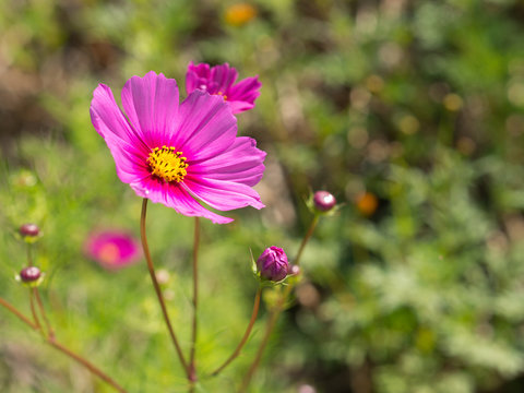 cosmos flower in closeup and green background
