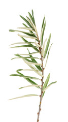 Fototapeta premium Sprig with young leaves of sea buckthorn isolated on awhite.
