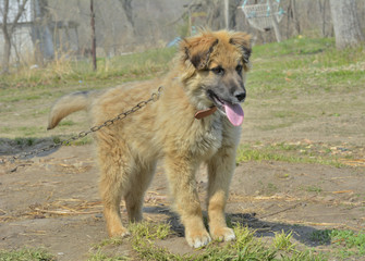 Yellow dog 15