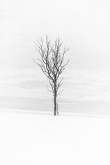 Fototapeta na wymiar Albero solitario in bianco e enero