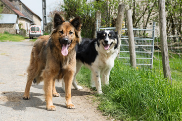 Dogs on street outdoor