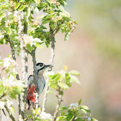 Female great spotted woodpecker