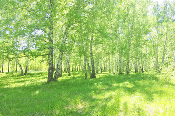 Fototapeta na wymiar summer birch forest