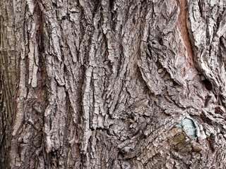 old tree bark