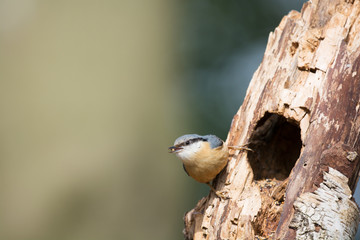 Eurasian nuthatch