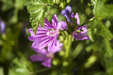 Macro fuchsia flower on blur background